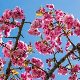Prunus Kanzan (Japanese flowering cherry) tree blossom on branches