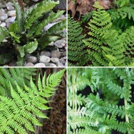 The Fern Collection 