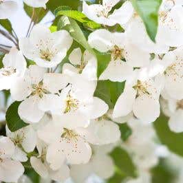 Wild Cherry (Prunus avium) Flowers