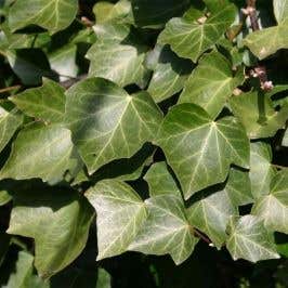 Ivy (Hedra helix 'Woerner') Screens Foliage