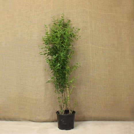 Common Privet 150/175cm 15L Pot Grown Hedging Plants