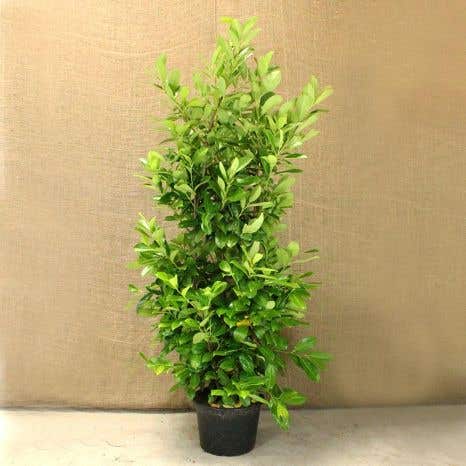 Cherry Laurel 175/200cm 15L Pot Grown Hedging Plants 
