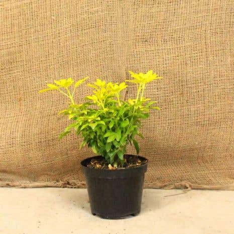 Golden Mexican Orange Blossom 20/40cm 2L Pot Grown Hedging Plants 
