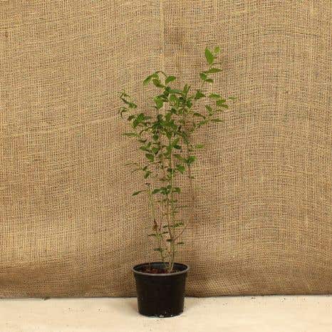 Common Privet 40/60cm 2L Pot Grown Hedging Plants 
