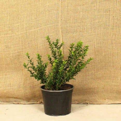 Japanese Holly 30/50cm 5L Pot Grown Hedging Plants