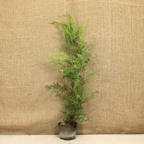 Green Leylandii 70/100cm 3L pot grown  