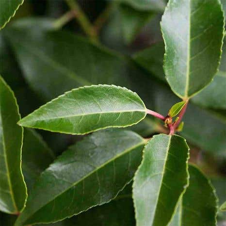 (Prunus Lusitanica angustifolia) Portuguese Laurel 40/60cm 5L pot