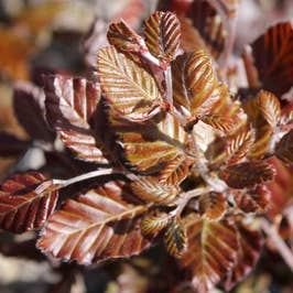 Purple or Copper Beech (Fagus Sylvatica Atropurpurea) foliage