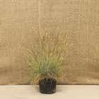 Festuca glauca 'Elijah Blue' Grass Plant 2L Pot