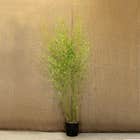 Golden Bamboo 150-200cm 10L pot