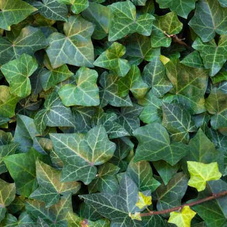 (Hedera Hibernica) Irish Ivy 60/90cm 2L pot