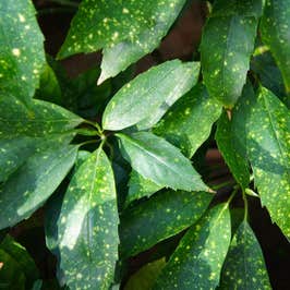 Spotted Laurel (Aucuba japonica Crotonifolia) Foliage