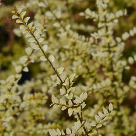 Lonicera nitida 'Baggesen's Gold' foliage on stems