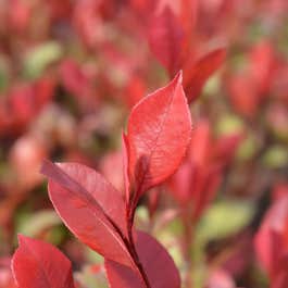 Photinia x Fraseri Little Red Robin Red Leaf Close Up