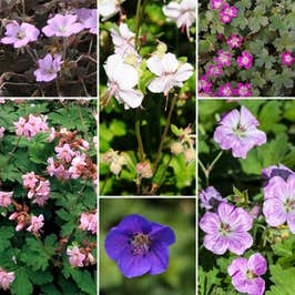 The Hardy Geranium Collection 