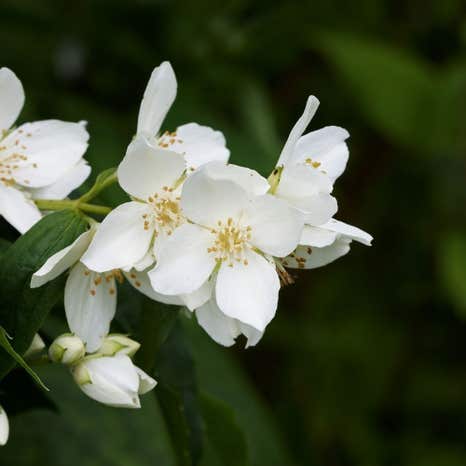 White Flowering Garden Shrub Collection - 5L Pot x 4