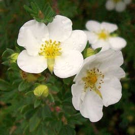 White Potentilla (Potentilla Abbotswood) Flower Cluster